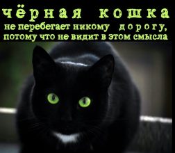 chjornaja-koshka-ne